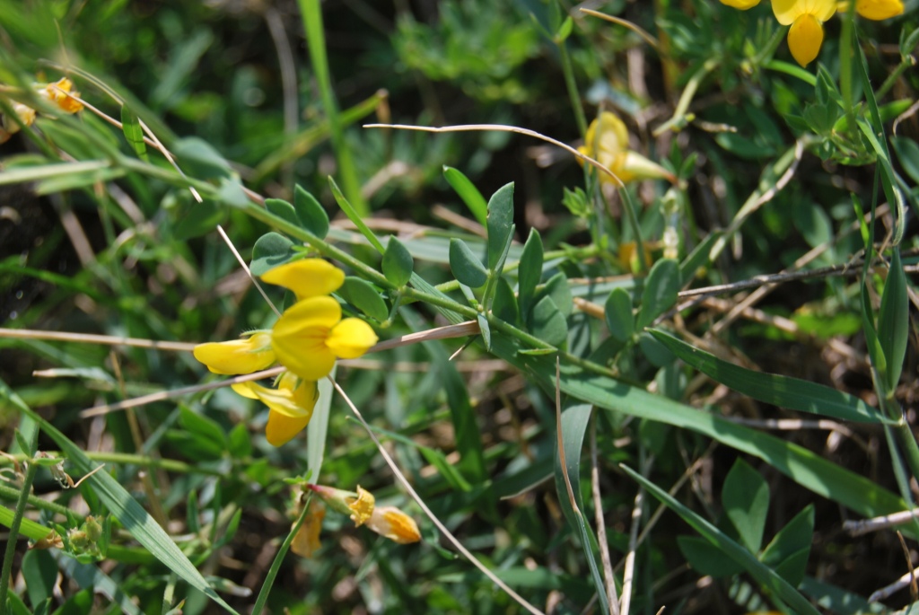 Lotus corniculatus